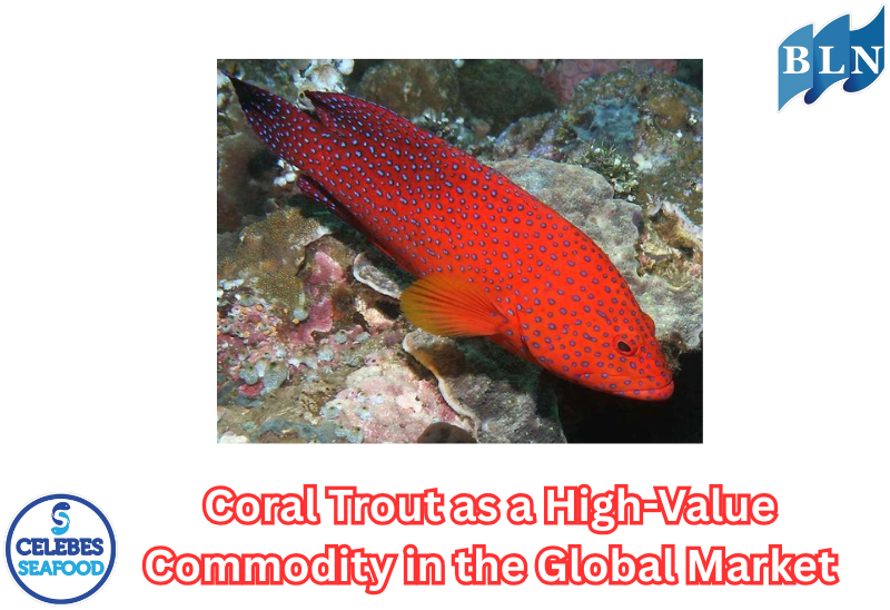Coral Trout as a High-Value Commodity in the Global Market